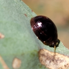 Paropsisterna cloelia at Kuringa Woodlands - 3 Dec 2023