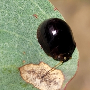 Paropsisterna cloelia at Kuringa Woodlands - 3 Dec 2023