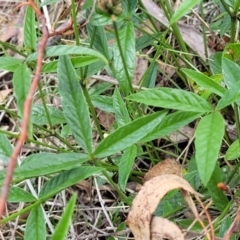 Cullen microcephalum at Kuringa Woodlands - 3 Dec 2023 01:30 PM