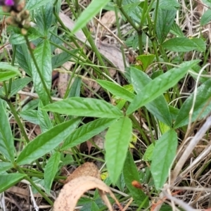 Cullen microcephalum at Kuringa Woodlands - 3 Dec 2023