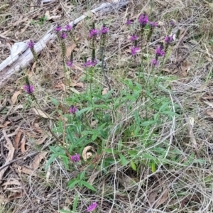 Cullen microcephalum at Kuringa Woodlands - 3 Dec 2023