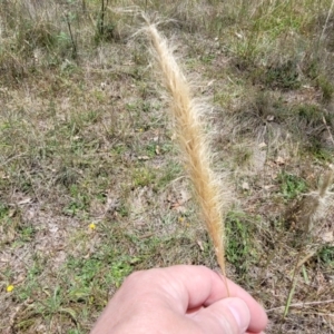 Dichelachne crinita at Kuringa Woodlands - 3 Dec 2023