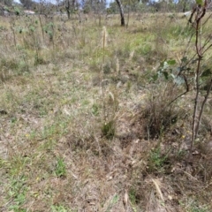 Dichelachne crinita at Kuringa Woodlands - 3 Dec 2023