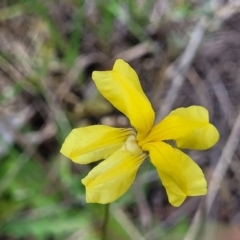 Goodenia pinnatifida (Scrambled Eggs) at Kuringa Woodlands - 3 Dec 2023 by trevorpreston