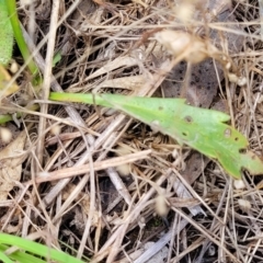 Goodenia pinnatifida at Kuringa Woodlands - 3 Dec 2023