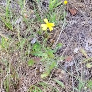 Goodenia pinnatifida at Kuringa Woodlands - 3 Dec 2023