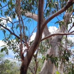 Eucalyptus punctata (Grey Gum) at Bundanoon - 3 Dec 2023 by Steve818