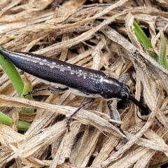 Rhinotia sp. in brunnea-group (A belid weevil) at Fraser, ACT - 3 Dec 2023 by trevorpreston