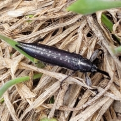 Rhinotia sp. in brunnea-group at Kuringa Woodlands - 3 Dec 2023