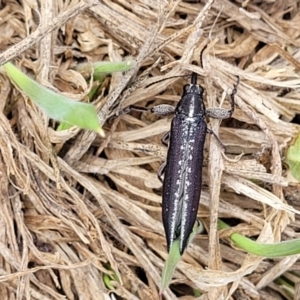 Rhinotia sp. in brunnea-group at Kuringa Woodlands - 3 Dec 2023