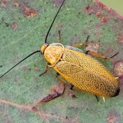 Ellipsidion humerale (Common Ellipsidion) at Kuringa Woodlands - 3 Dec 2023 by trevorpreston