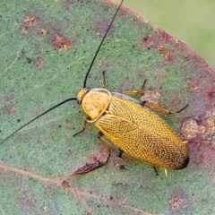 Ellipsidion humerale at Kuringa Woodlands - 3 Dec 2023