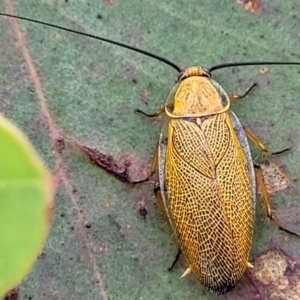 Ellipsidion humerale at Kuringa Woodlands - 3 Dec 2023