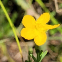 Hypericum gramineum (Small St Johns Wort) at Kuringa Woodlands - 3 Dec 2023 by trevorpreston