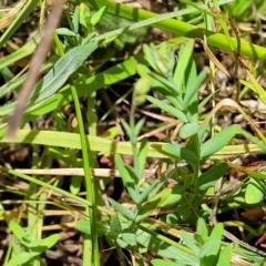 Hypericum gramineum at Kuringa Woodlands - 3 Dec 2023