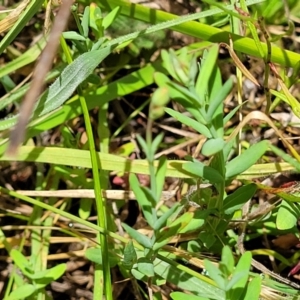 Hypericum gramineum at Kuringa Woodlands - 3 Dec 2023