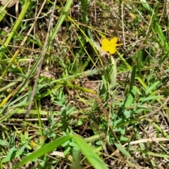 Hypericum gramineum at Kuringa Woodlands - 3 Dec 2023