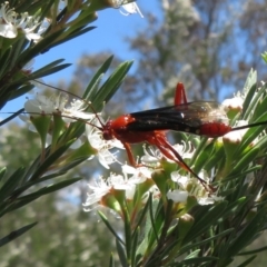 Lissopimpla excelsa (Orchid dupe wasp, Dusky-winged Ichneumonid) at Block 402 - 2 Dec 2023 by Christine