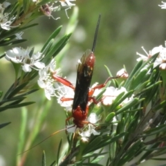 Lissopimpla excelsa at Bluetts Block (402, 403, 12, 11) - 2 Dec 2023 02:20 PM