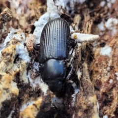 Meneristes australis at Kuringa Woodlands - 3 Dec 2023 by trevorpreston