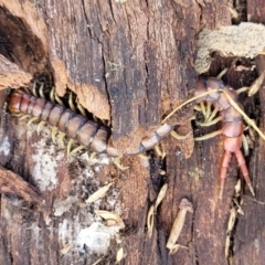Cormocephalus aurantiipes (Orange-legged Centipede) at Fraser, ACT - 3 Dec 2023 by trevorpreston