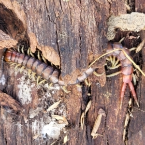 Cormocephalus aurantiipes at Kuringa Woodlands - 3 Dec 2023