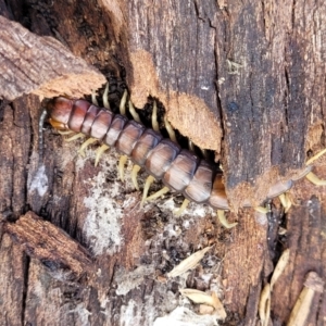 Cormocephalus aurantiipes at Kuringa Woodlands - 3 Dec 2023