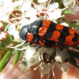 Castiarina crenata at Bluetts Block (402, 403, 12, 11) - 2 Dec 2023 02:23 PM