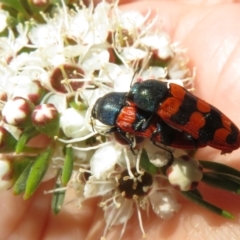 Castiarina crenata at Block 402 - 2 Dec 2023