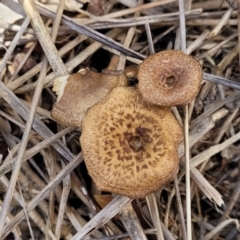 Lentinus arcularius (Fringed Polypore) at Kuringa Woodlands - 3 Dec 2023 by trevorpreston