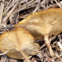 Lentinus arcularius at Kuringa Woodlands - 3 Dec 2023