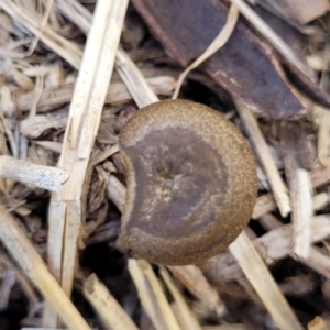 Lentinus arcularius at Kuringa Woodlands - 3 Dec 2023 01:08 PM