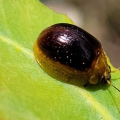 Paropsisterna cloelia (Eucalyptus variegated beetle) at Kuringa Woodlands - 3 Dec 2023 by trevorpreston