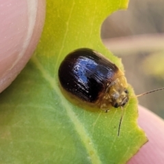 Paropsisterna cloelia at Kuringa Woodlands - 3 Dec 2023