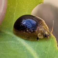 Paropsisterna cloelia at Kuringa Woodlands - 3 Dec 2023