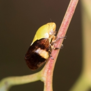 Chaetophyes compacta at Holt, ACT - 1 Dec 2023