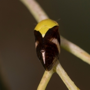 Chaetophyes compacta at Holt, ACT - 1 Dec 2023