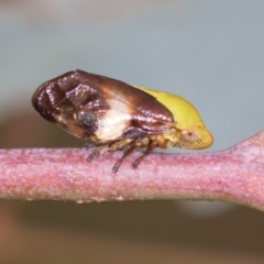 Chaetophyes compacta at Holt, ACT - 1 Dec 2023