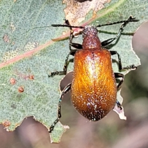 Ecnolagria grandis at Kuringa Woodlands - 3 Dec 2023