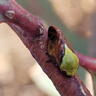 Chaetophyes compacta (Tube spittlebug) at Kuringa Woodlands - 3 Dec 2023 by trevorpreston