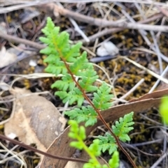 Cheilanthes sieberi subsp. sieberi (Narrow Rock Fern) at Kuringa Woodlands - 3 Dec 2023 by trevorpreston