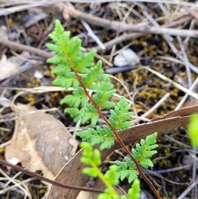 Cheilanthes sieberi subsp. sieberi (Mulga Rock Fern) at Kuringa Woodlands - 3 Dec 2023 by trevorpreston