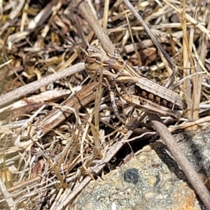 Oedaleus australis at Kuringa Woodlands - 3 Dec 2023