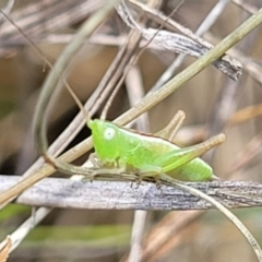 Conocephalus semivittatus (Meadow katydid) at Kuringa Woodlands - 3 Dec 2023 by trevorpreston