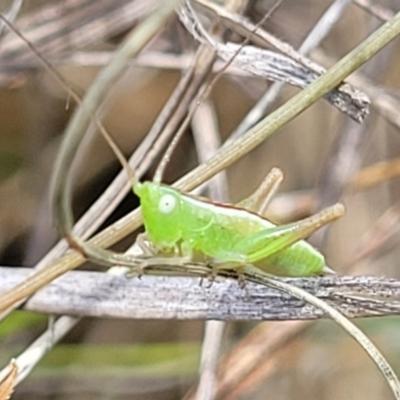 Conocephalus semivittatus (Meadow katydid) at Kuringa Woodlands - 3 Dec 2023 by trevorpreston