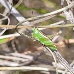 Conocephalus semivittatus at Kuringa Woodlands - 3 Dec 2023