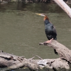 Anhinga novaehollandiae (Australasian Darter) at Wonga Wetlands - 1 Dec 2023 by KylieWaldon