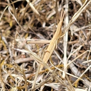 Acrida conica at Kuringa Woodlands - 3 Dec 2023 12:56 PM