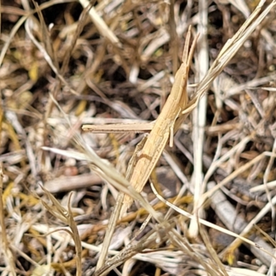 Acrida conica (Giant green slantface) at Fraser, ACT - 3 Dec 2023 by trevorpreston