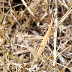 Acrida conica at Kuringa Woodlands - 3 Dec 2023 12:56 PM